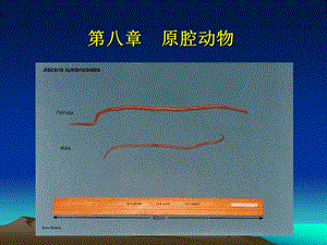 第八原腔动物名师编辑PPT课件.ppt