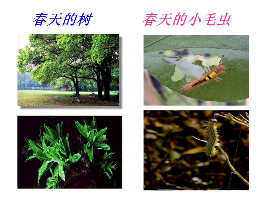 医学课件冬季的生物.ppt_第2页