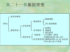 医学课件第二十一基因突变.ppt