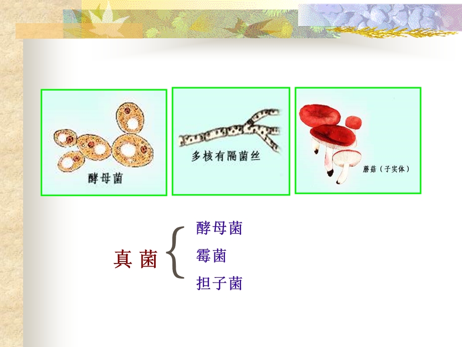 医学课件真菌fungus精品PPT课件.ppt_第2页