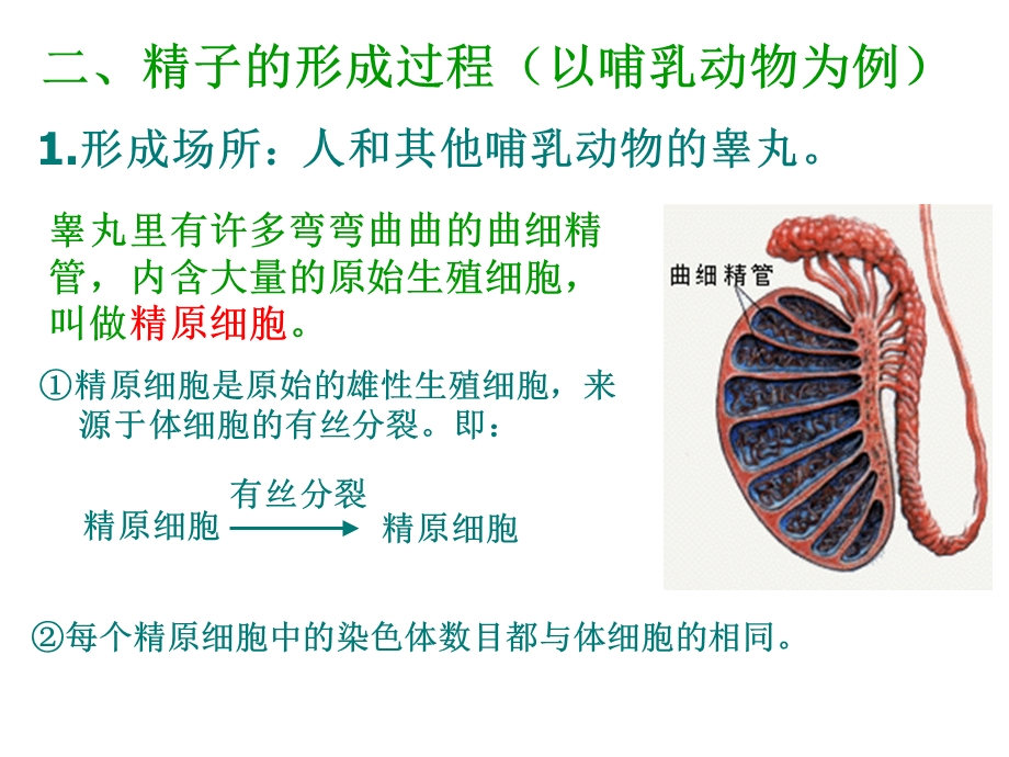 2.1减数分裂和受精作用课件5[精选文档].ppt_第3页