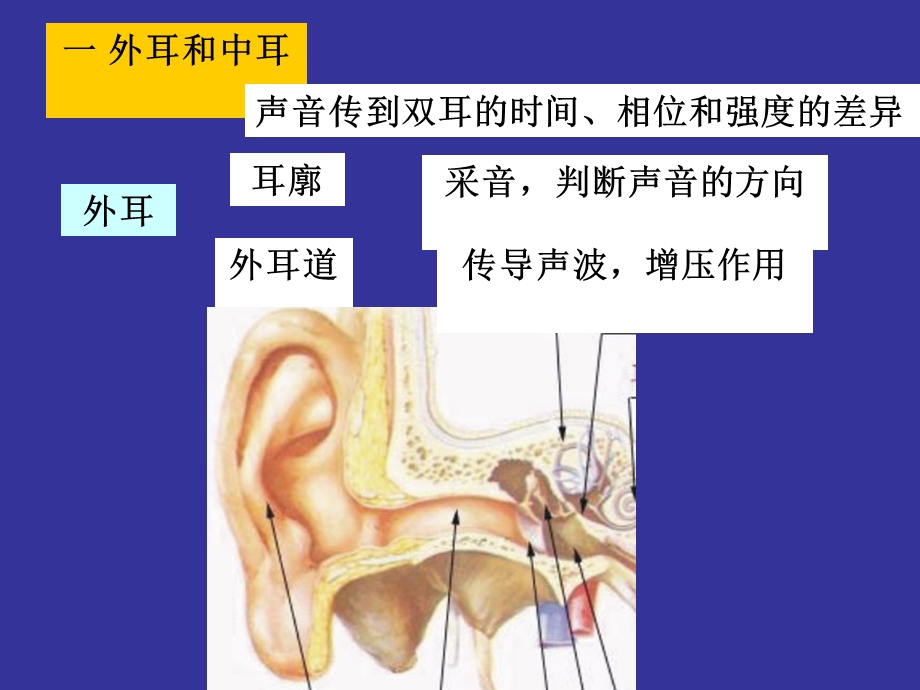 医学课件神经生物学 听觉.ppt_第3页