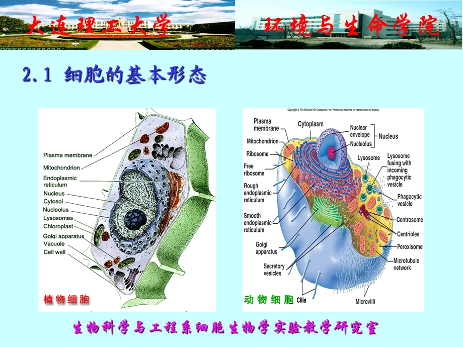 688实验一 细胞形态结构显微镜观察文档资料.ppt_第3页