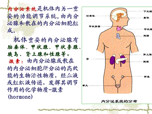 11第十一章内分泌精选文档精选文档.ppt