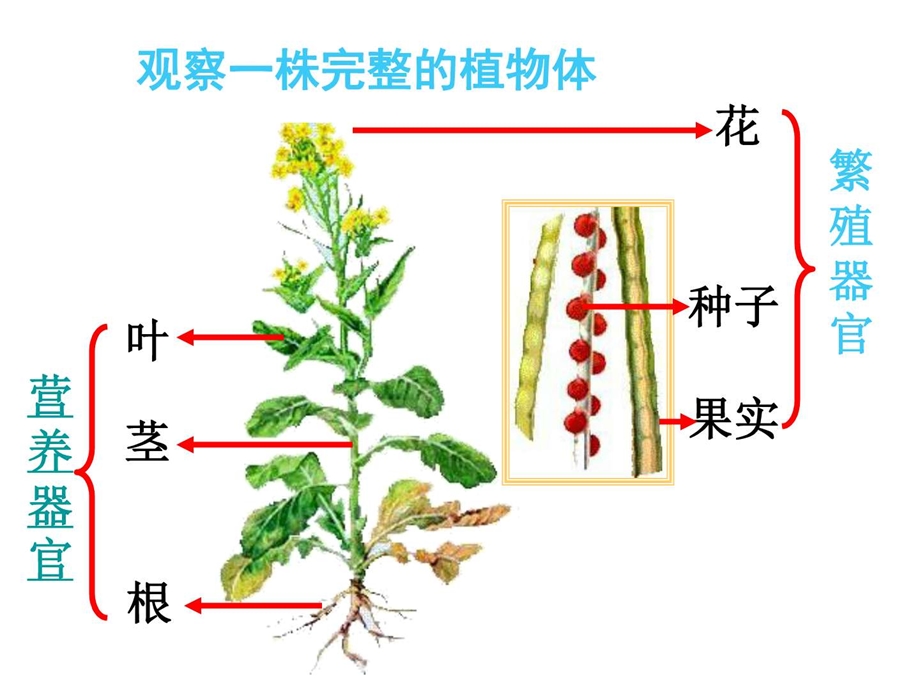 最新苏科版生物七年级下册9.1植物体的组成ppt课件..ppt_第2页