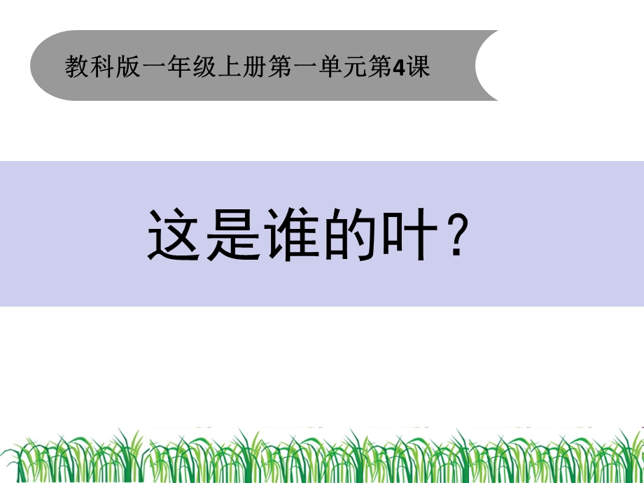 一年级上册科学课件1.4这是谁的叶4 l教科版 (共13张PPT)教学文档.ppt_第1页