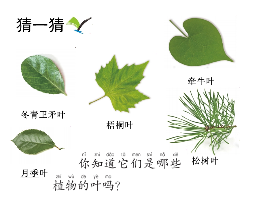 一年级上册科学课件1.4这是谁的叶4 l教科版 (共13张PPT)教学文档.ppt_第3页