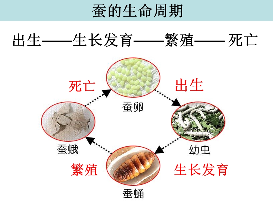 三年级下册科学课件2.6其他动物的生命周期 教科版(共14张PPT).ppt_第2页