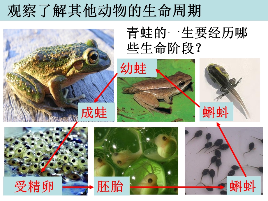 三年级下册科学课件2.6其他动物的生命周期 教科版(共14张PPT).ppt_第3页