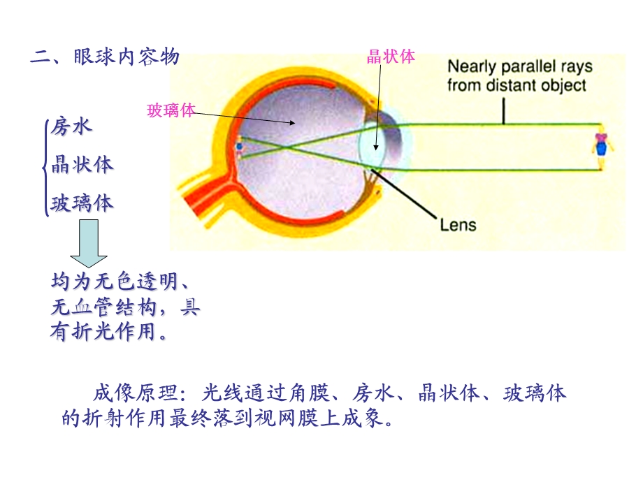 医学课件眼球内容物.ppt_第2页