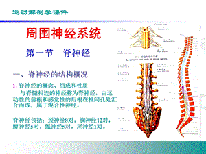 周围神经系统文档资料.ppt