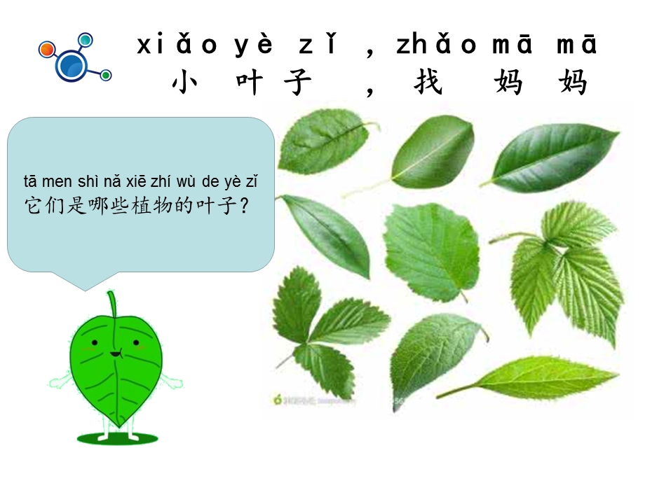 一年级上册科学课件1.4这是谁的叶6 l教科版 (共9张PPT)教学文档.ppt_第2页