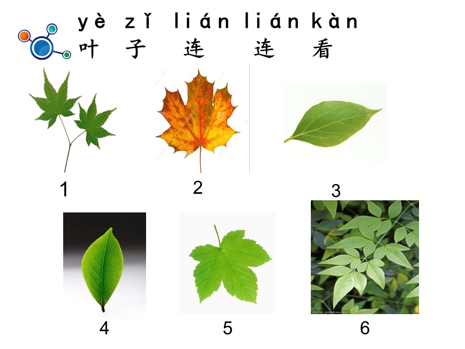 一年级上册科学课件1.4这是谁的叶6 l教科版 (共9张PPT)教学文档.ppt_第3页