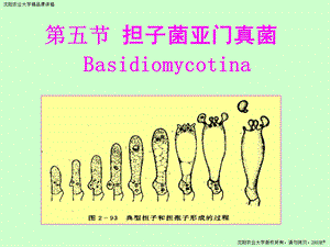 医学课件第五担子菌亚门真菌Basidiomycotina.PPT