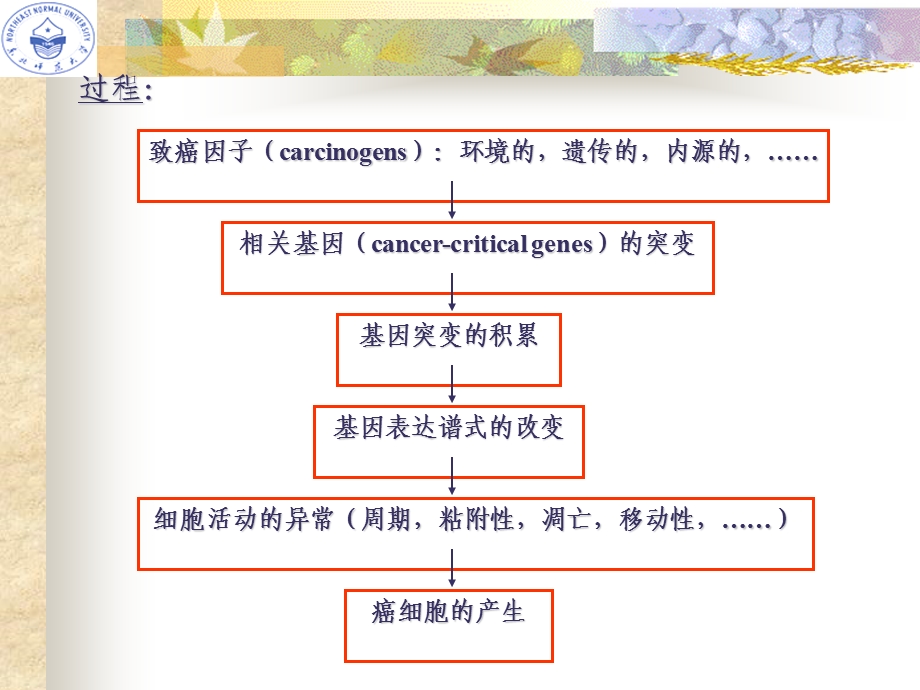 医学课件第二节癌细胞.ppt_第2页