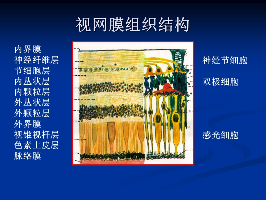 医学课件眼的结构(详细).ppt_第3页