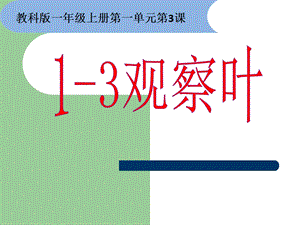 一年级上册科学课件1.3 观察叶7l 教科版 (共17张PPT)教学文档.ppt