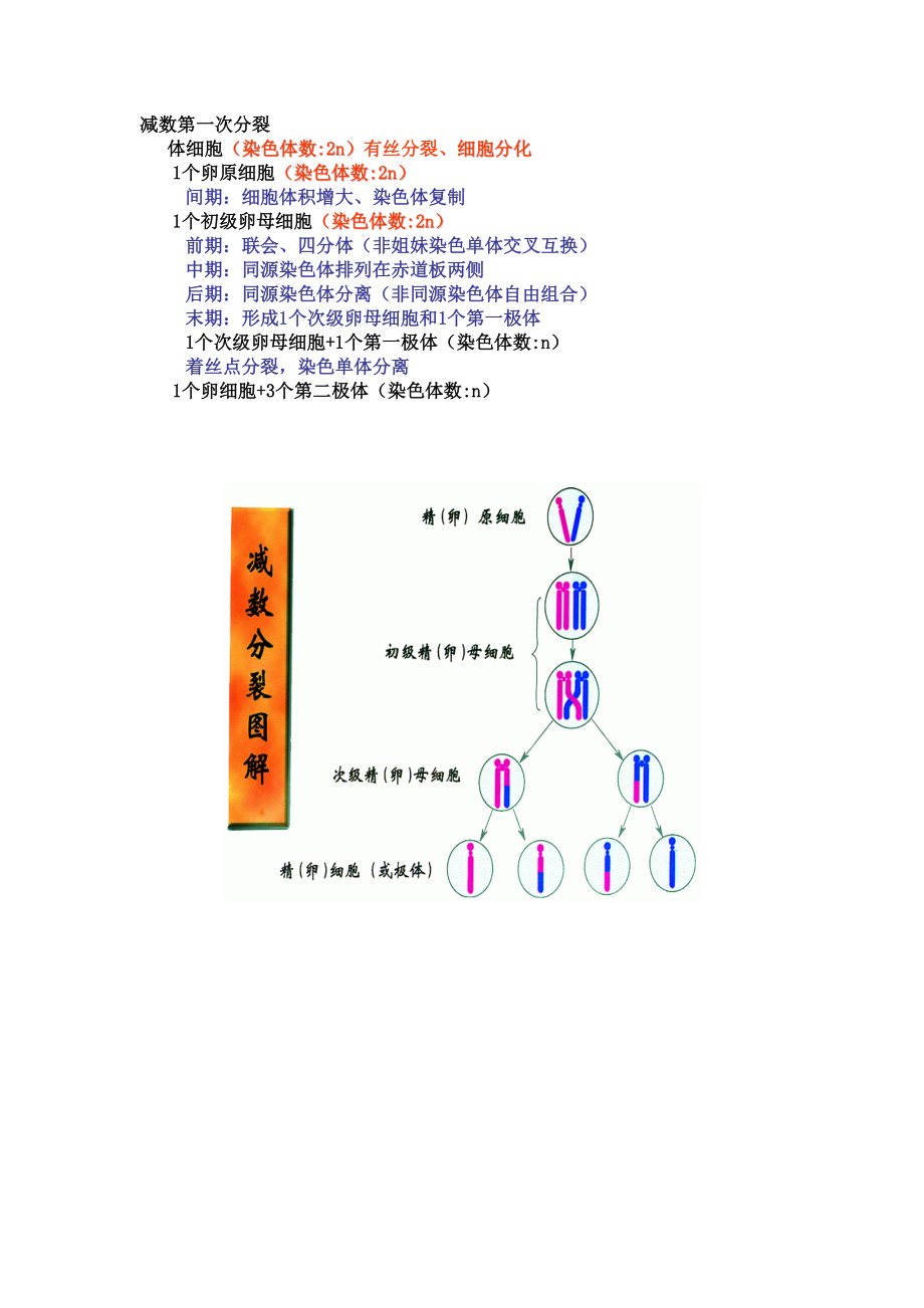 最新2.1减数分裂和受精作用教案2汇编.doc_第3页