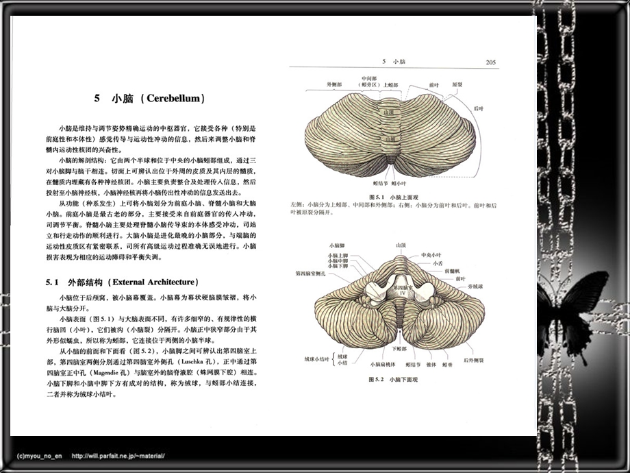 医学课件神经系统疾病定位诊断学小脑间脑和植物神经系统.ppt_第1页