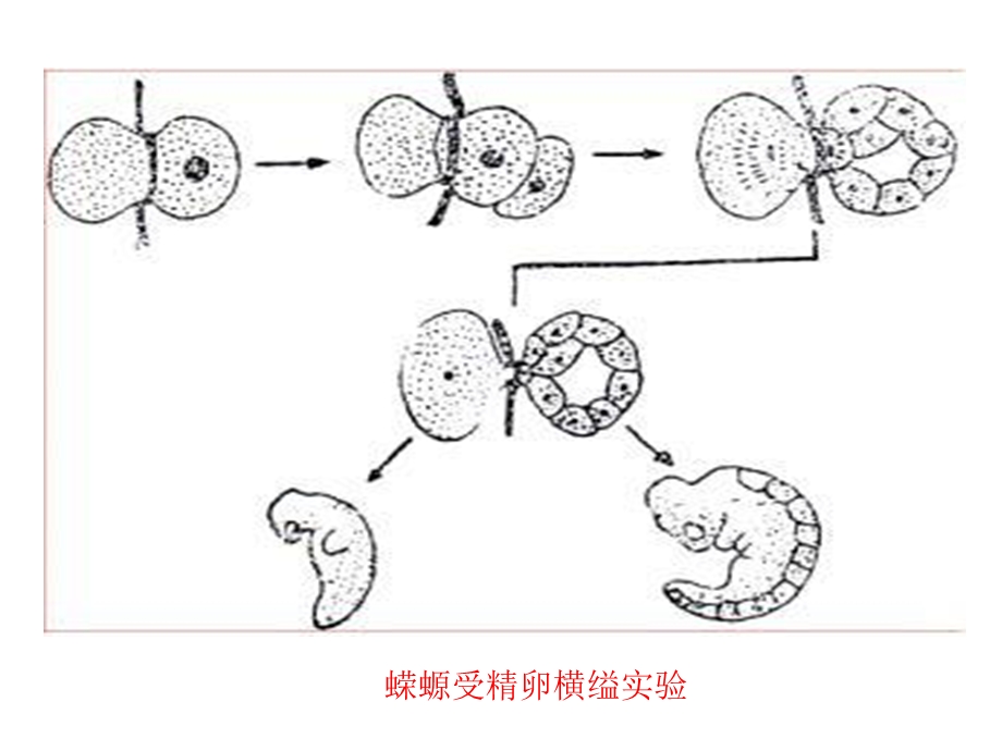 医学课件第3部分细胞核授课人程华丽.ppt_第2页