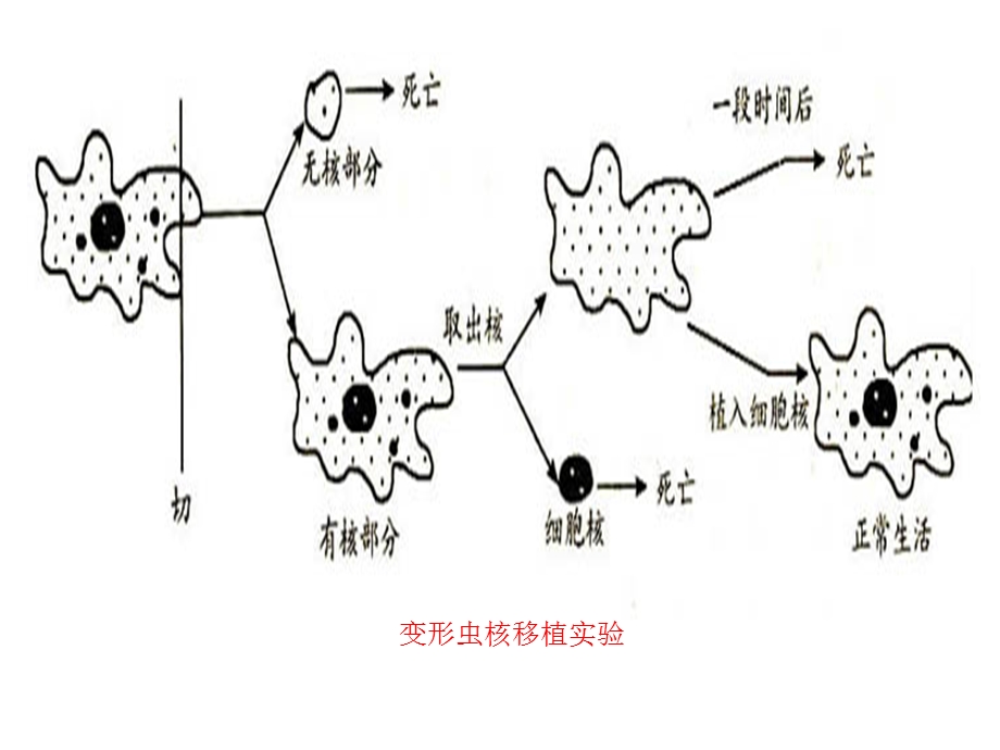 医学课件第3部分细胞核授课人程华丽.ppt_第3页