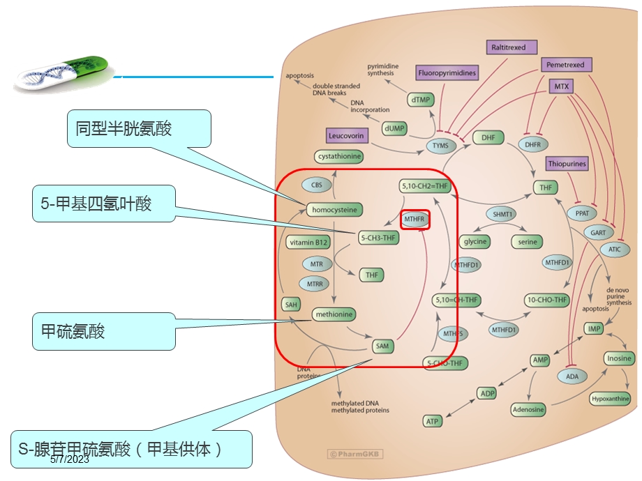 mthfr基因检测与叶酸代谢产科方向ppt课件精选文档.ppt_第1页