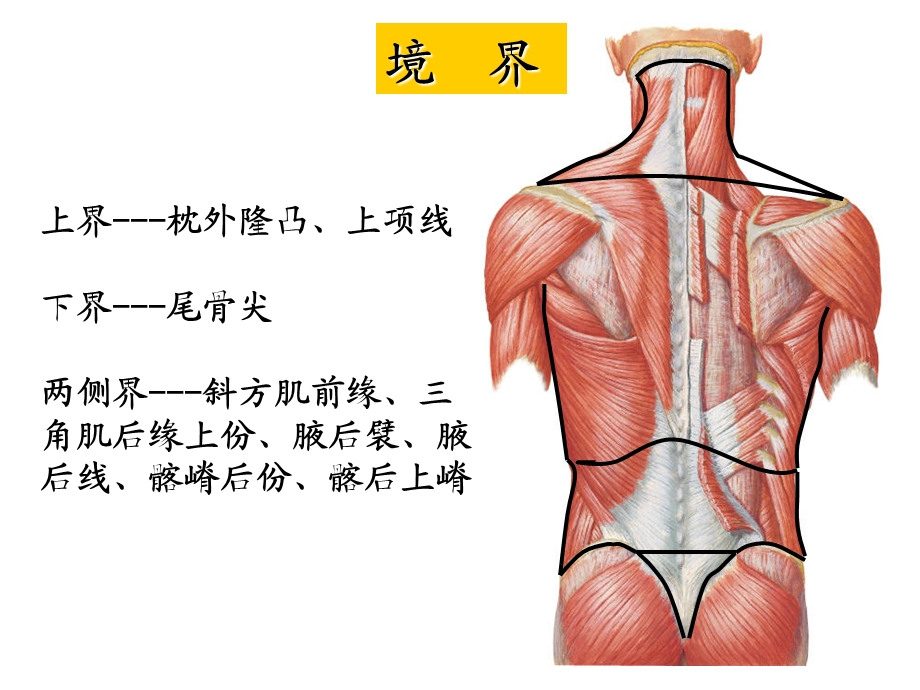 脊柱图册文档资料.ppt_第2页