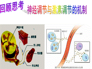 医学课件神经调节和激素调节.ppt