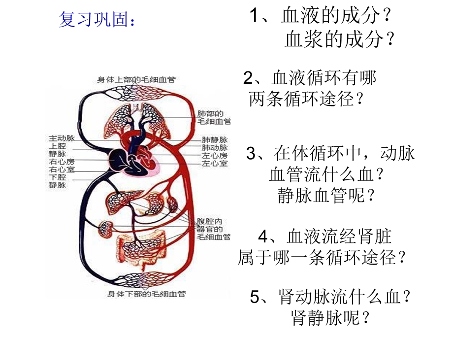 11、尿液的形成[精选文档].ppt_第2页