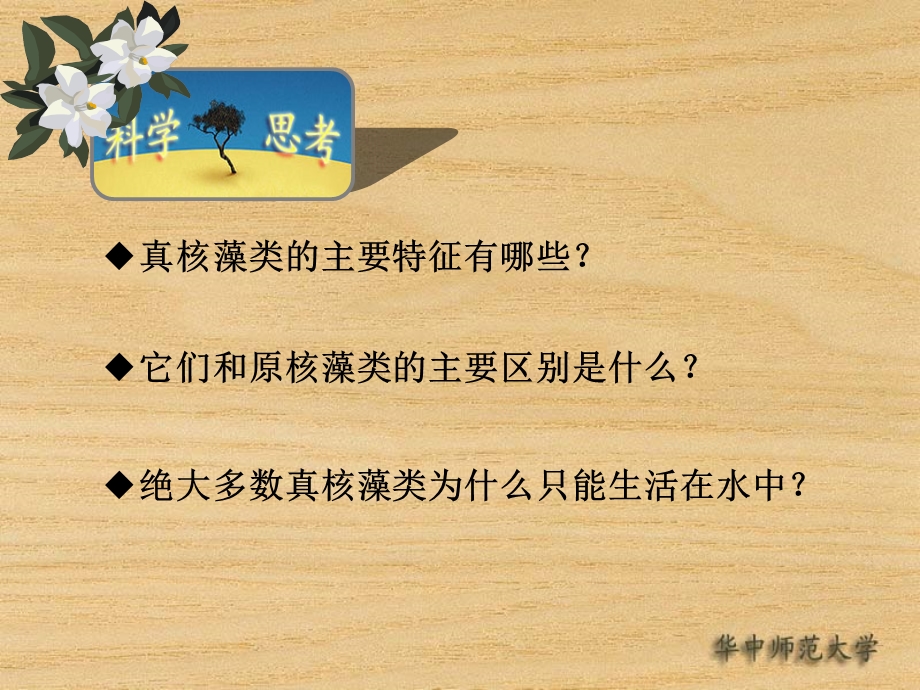 医学课件真核藻类.ppt_第3页