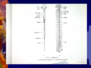 脊髓解剖文档资料.ppt