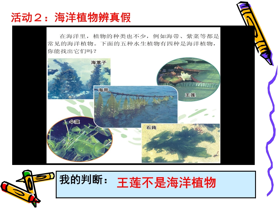 三年级下册科学课件12 海洋生物｜粤科版 (共20张PPT).ppt_第3页