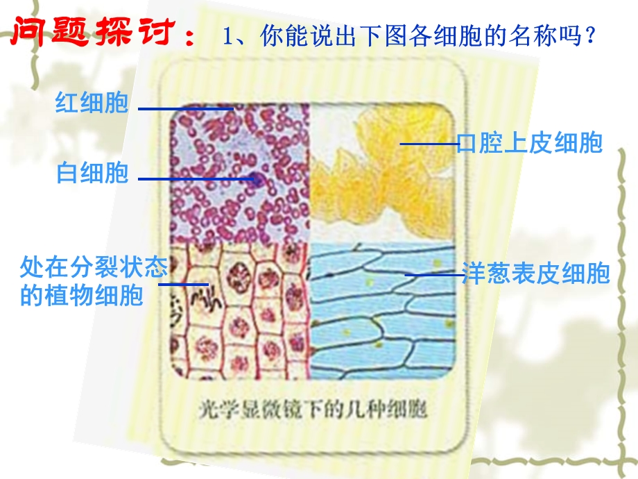 【生物】12细胞的多样性与统一性课件1（人教版必修1）.ppt_第2页