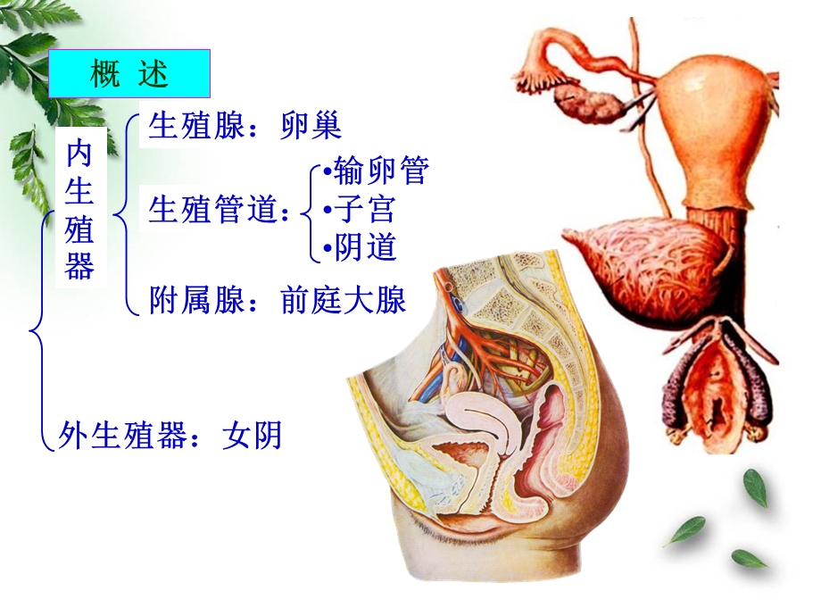 09解剖学女性生殖系统临床专业ppt课件精选文档.ppt_第2页