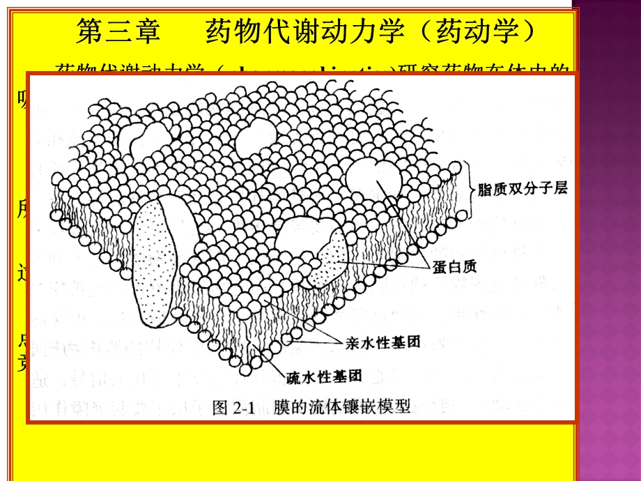 医学课件第3章药物代谢动力学1.ppt_第3页