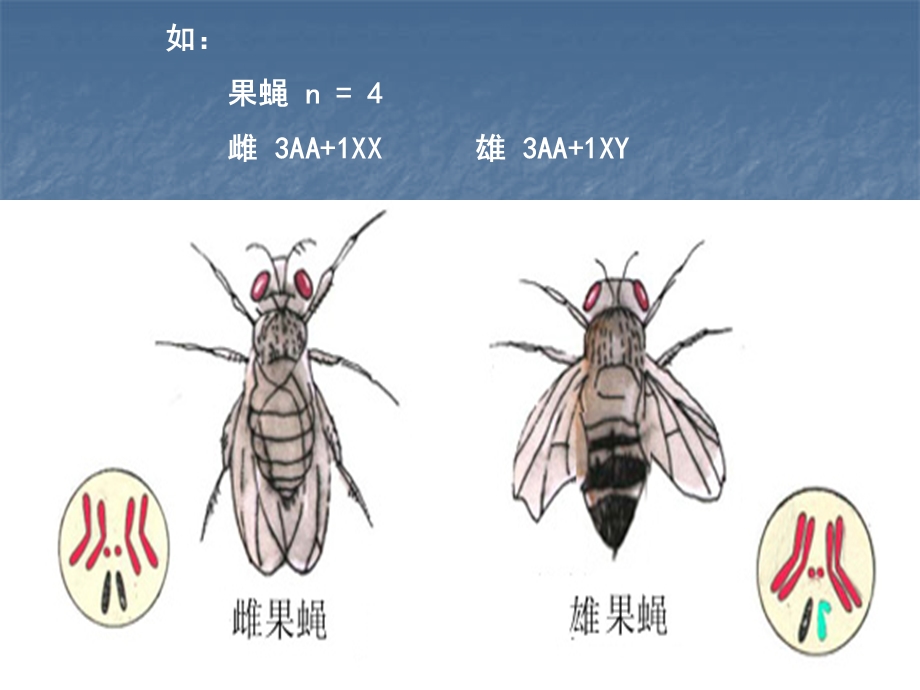 医学课件第五部分别决定与伴遗传教学课件.ppt_第3页