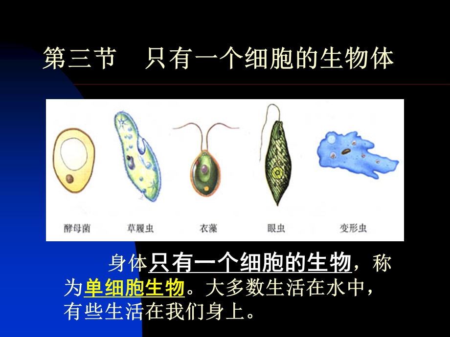 医学课件第三节只有一个细胞的生物体.ppt_第1页