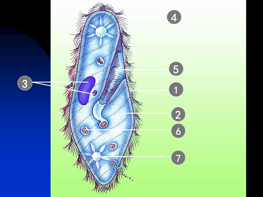 医学课件第三节只有一个细胞的生物体.ppt_第3页