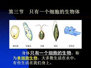 医学课件第三节只有一个细胞的生物体.ppt