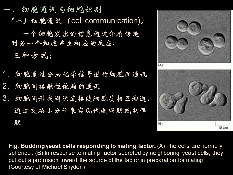 医学课件第五章物质的跨膜运输与信号转递.ppt_第3页