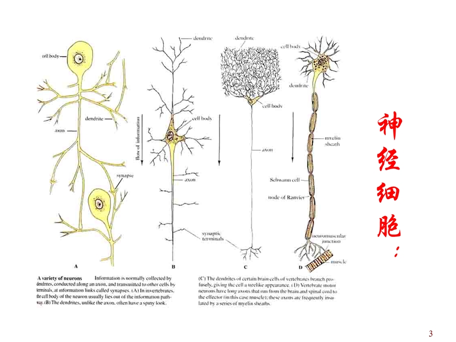 医学课件第五章动物的神经调节.ppt_第3页