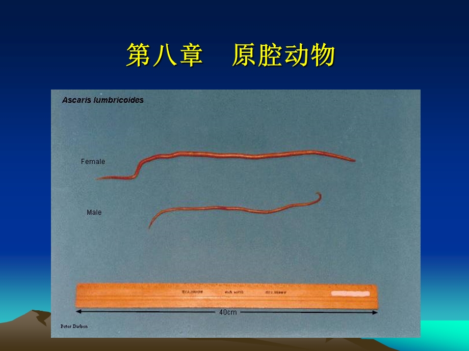 医学课件第八原腔动物.ppt_第1页