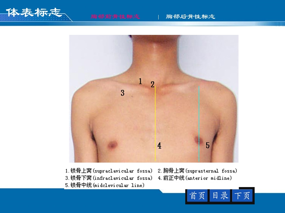 12胸部评估——肺与胸膜PPT文档.ppt_第3页