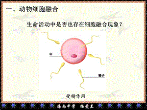 ..动物细胞融合和单克隆抗体文档资料