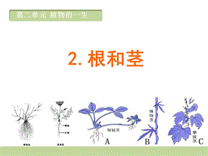 三年级下册科学课件根和茎 (共12张PPT) 苏教版.ppt