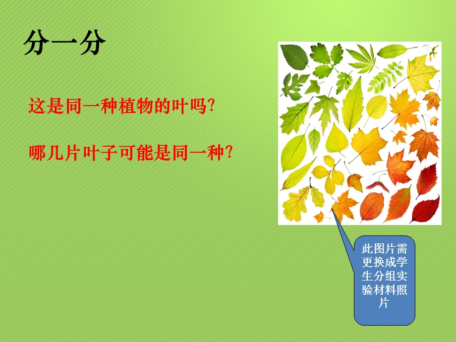 一年级上册科学课件1.4这是谁的叶13 l教科版 (共18张PPT)教学文档.ppt_第3页