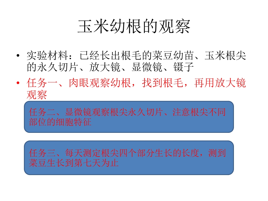 《观察根尖结构》PPT课件.ppt_第3页