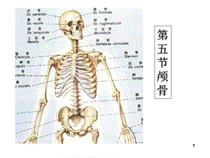 《颅骨及连结》PPT课件.ppt