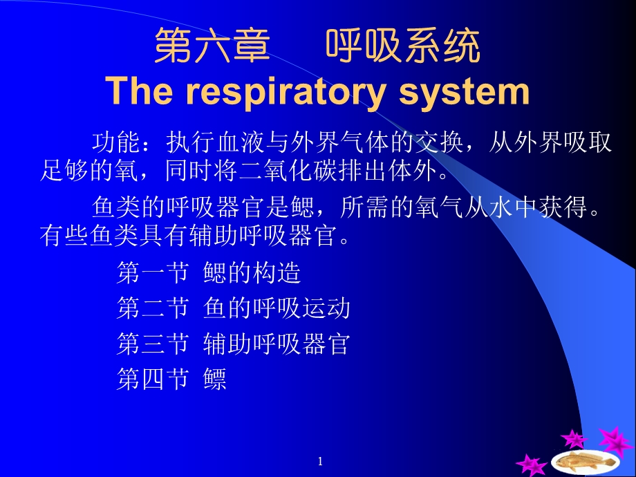 《鱼类的呼吸系统》PPT课件.ppt_第1页