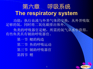 《鱼类的呼吸系统》PPT课件.ppt